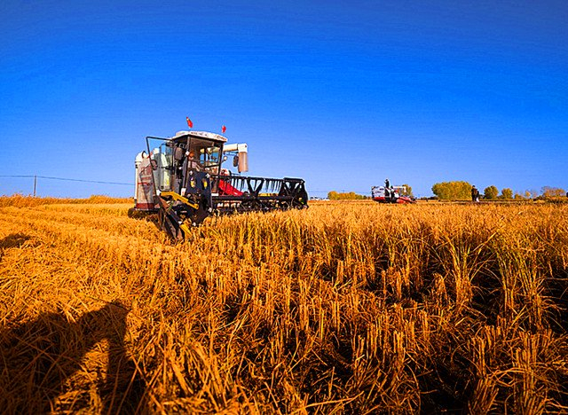 泰来农场有机水稻种植"丰"景无限__财经头条
