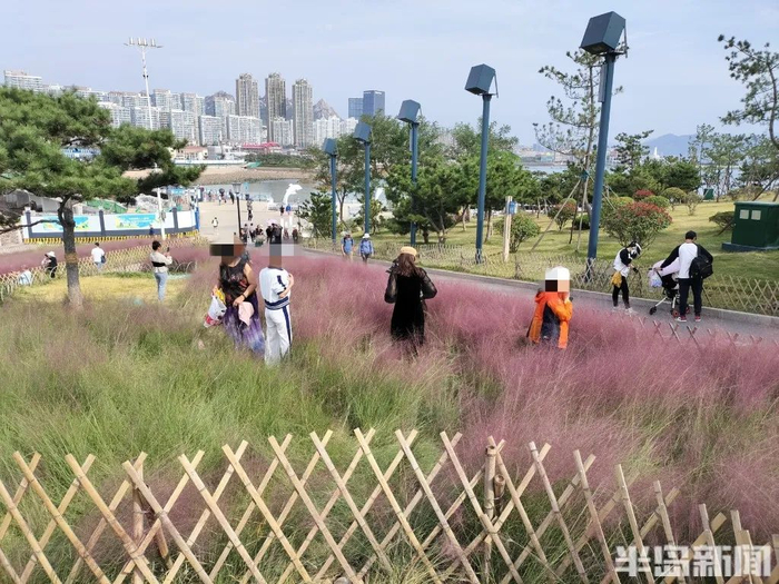 篱笆挡不住进入草地拍照打卡的人