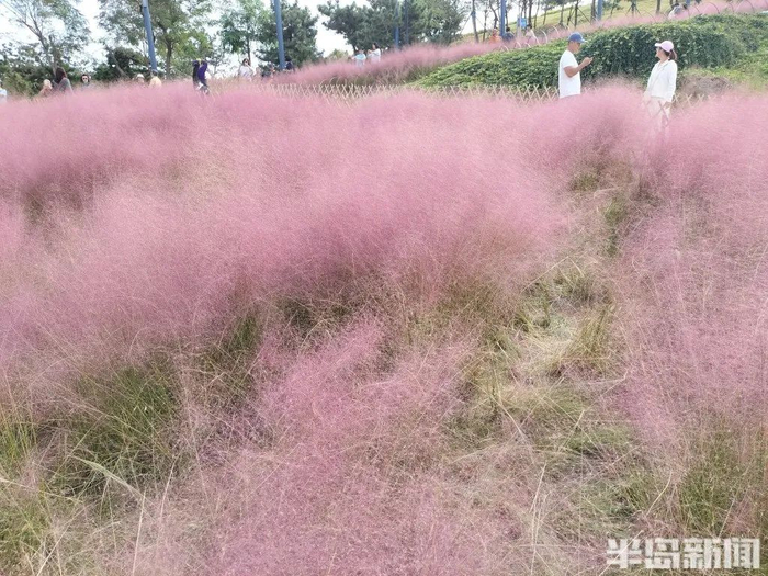 部分粉黛乱子草被踩踏