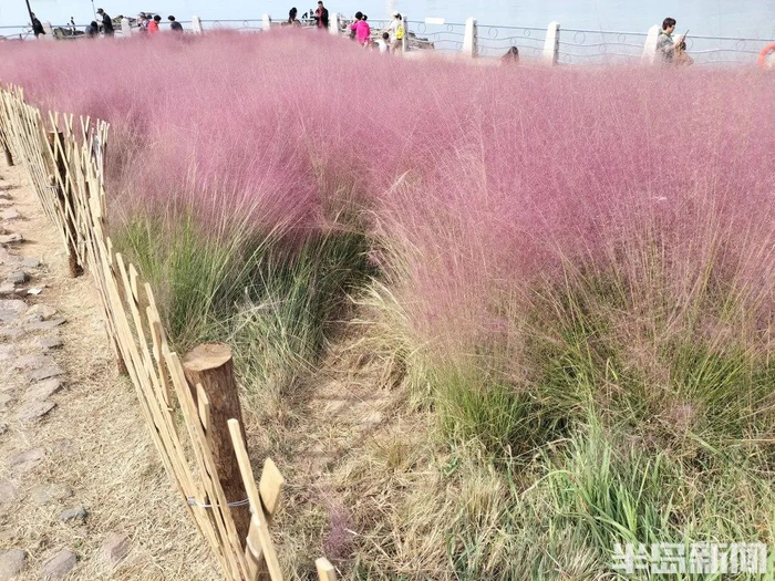 部分粉黛乱子草被踩踏倒伏