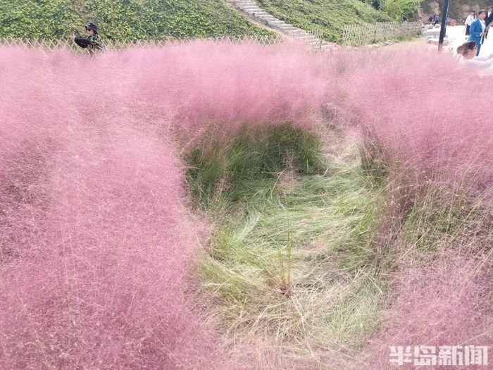 部分粉黛乱子草被踩踏倒伏