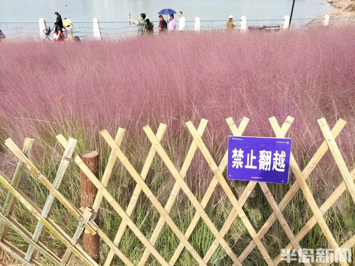 为杜绝踩踏，粉黛乱子草被篱笆围了起来