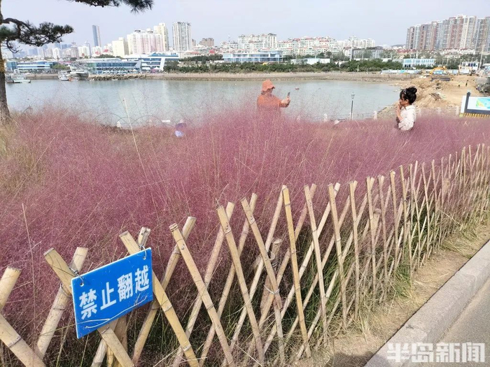 篱笆挡不住进入草地拍照打卡的人