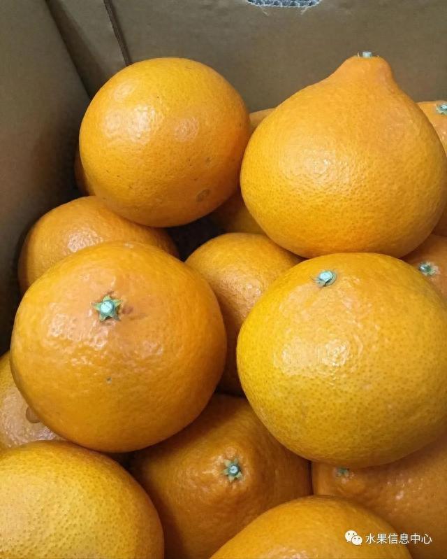 红公主来了日本柑橘新品种爱媛48号上市