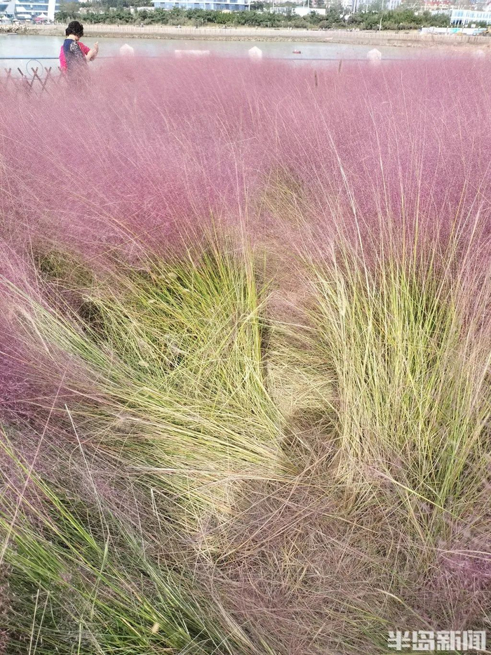 部分粉黛乱子草被踩踏倒伏