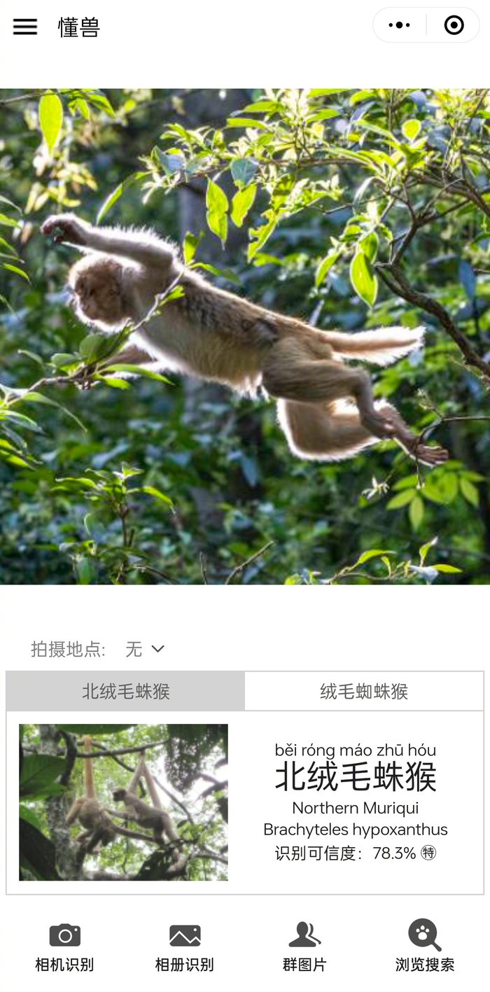 懂鸟团队做的懂兽小程序上线测试了……|ai识别|猕猴|数据|叶猴|状态_新浪新闻