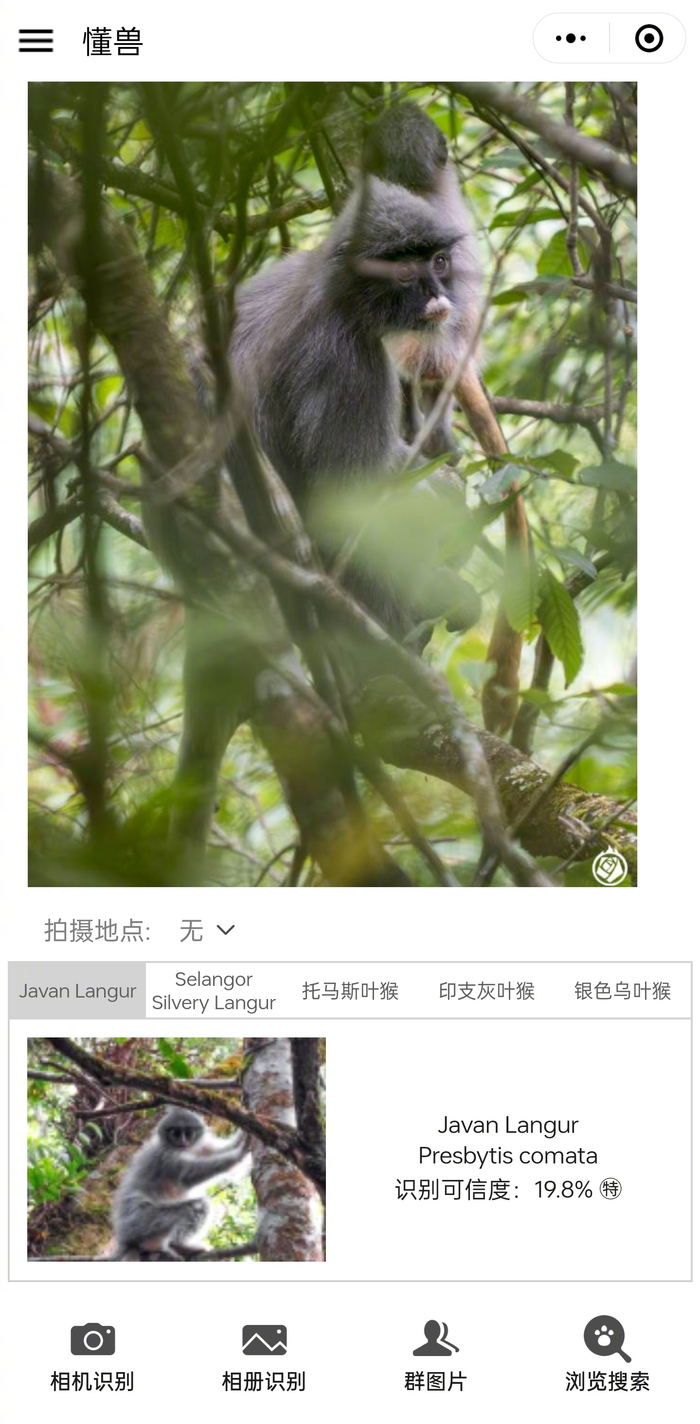 懂鸟团队做的懂兽小程序上线测试了……|ai识别|猕猴|数据|叶猴|状态_新浪新闻