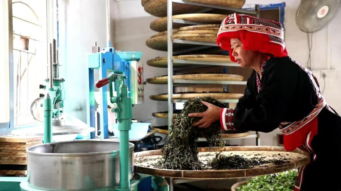 　　祝雪兰在制茶。图片由受访者提供