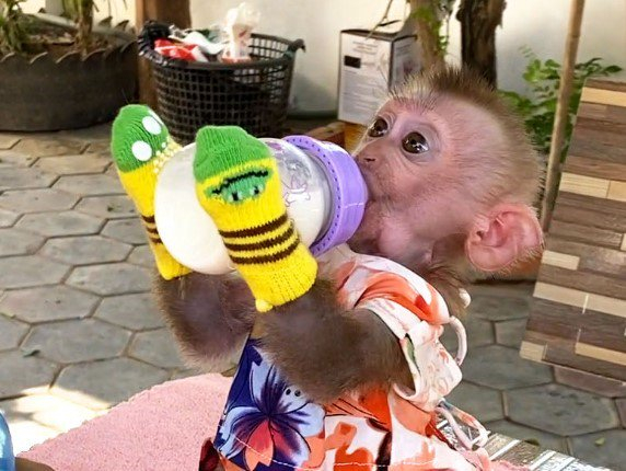 社交平台上穿戴人类衣服的小猴。世界动物保护协会供图