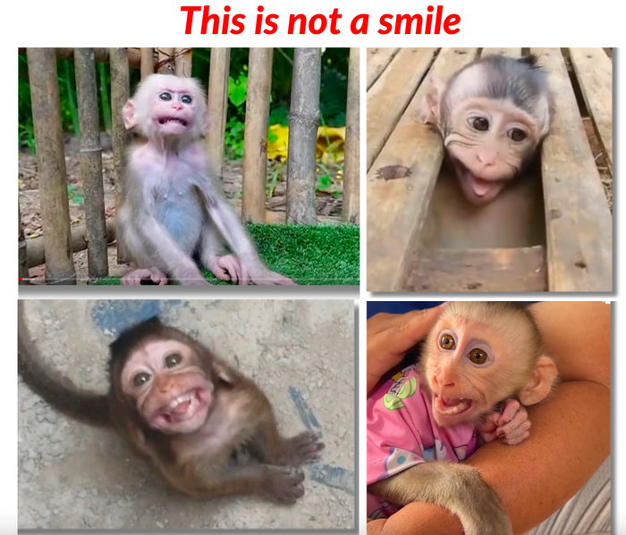 国外被人工饲养的宠物小猴。报告截图