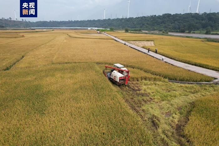 亩产1251.5公斤！袁隆平“超级稻”创国际新纪录