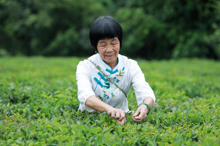 　　韦洁群在茶园采茶。图片由受访者提供