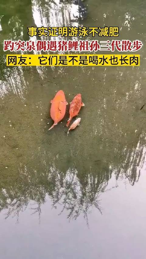 网友偶遇趵突泉胖锦鲤水中漫游_手机新浪网