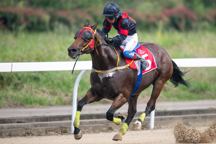 赛马——2023年中国速度赛马公开赛决赛赛况|赛马|纯血马|中国_新浪