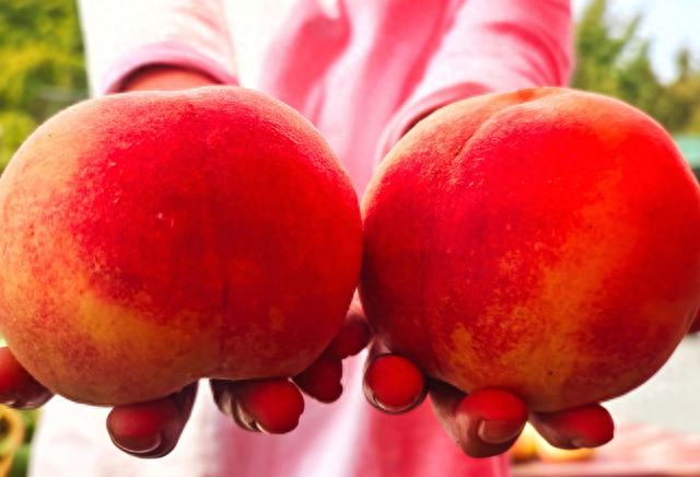 郯城秋意浓桃园红彤彤成熟的桃子染红了秋