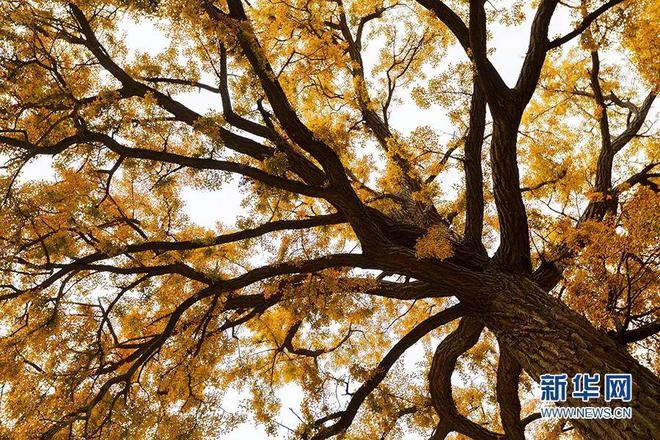 银杏树|天津市|森林公园_新浪新闻