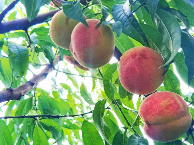 郯城秋意浓桃园红彤彤成熟的桃子染红了秋