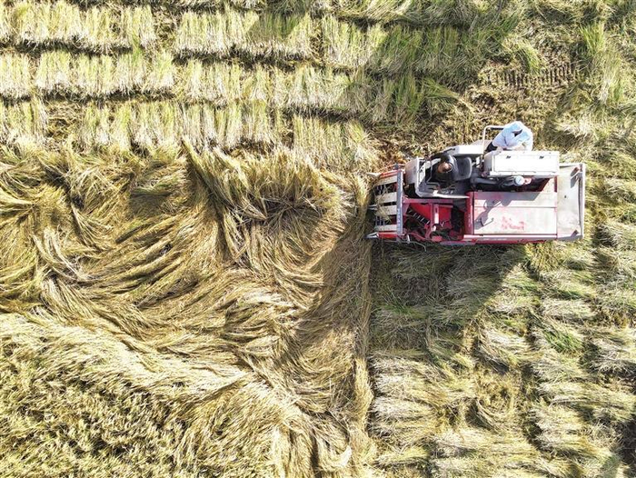     10月13日，新疆阿拉尔市测产田块，人们操作机械收割水稻。   □新华社照片