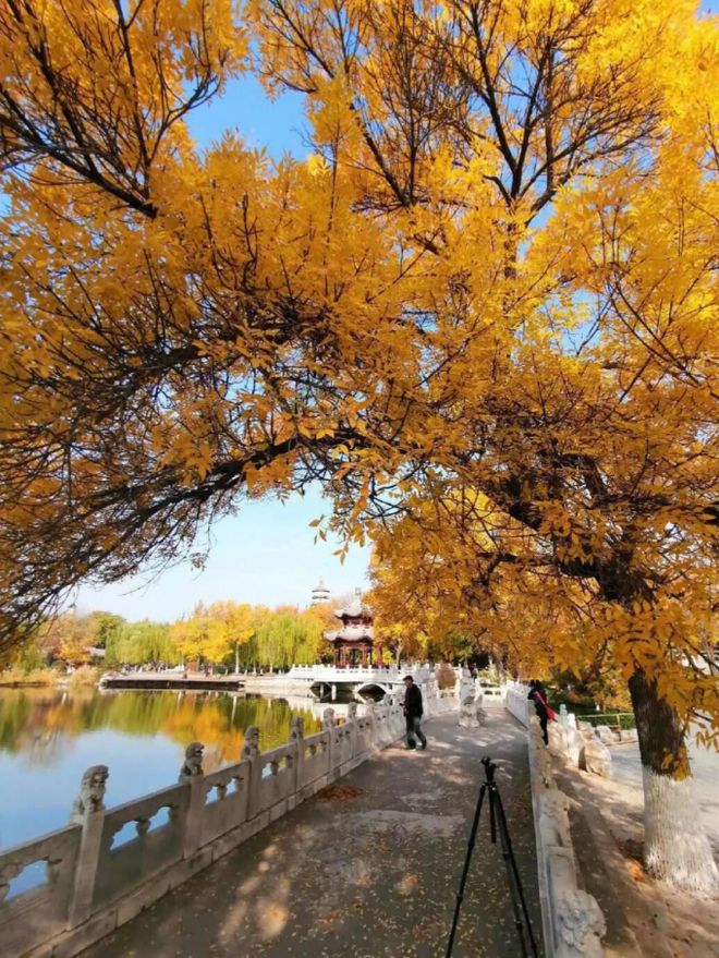 银杏树|天津市|森林公园_新浪新闻