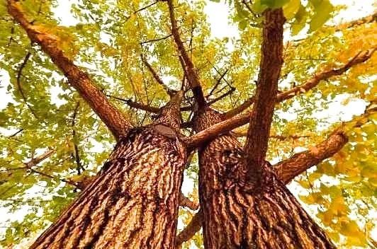 银杏树|天津市|森林公园_新浪新闻