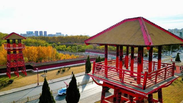 航拍美丽的殷墟银杏林