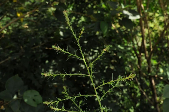 猪毛菜。图片来源：Plants of World Online