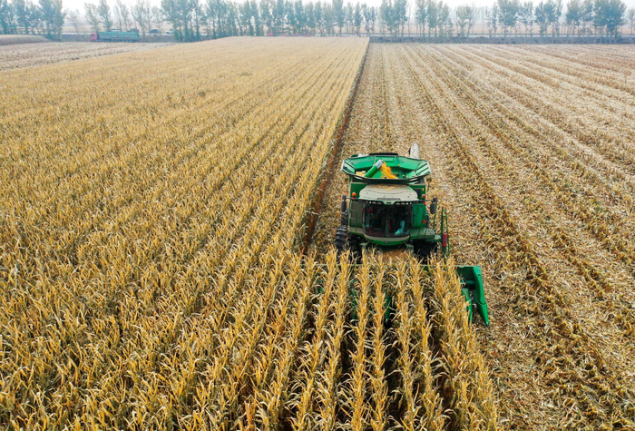 忙——内蒙古玉米主产区通辽秋收见闻|玉米|马忠臣|内蒙古_新浪新闻