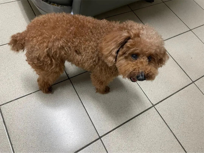 男子收养一只贵宾犬,并取名瓦斯桶:太像了!|贵宾犬_新浪新闻
