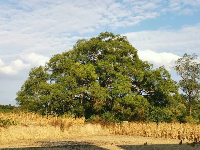 兴宁区百年樟树寄乡愁守护村落万千绪