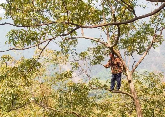 ▲20个年头以上的野生山核桃树，有着至少12米的高度