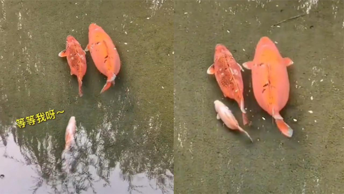 趵突泉惊现猪鲤祖孙三代网友来评论区许愿胖鱼有福气