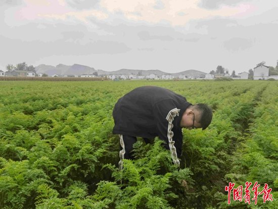     刘海浪在合作社萝卜田里劳动。中青报·中青网记者 王海涵/摄