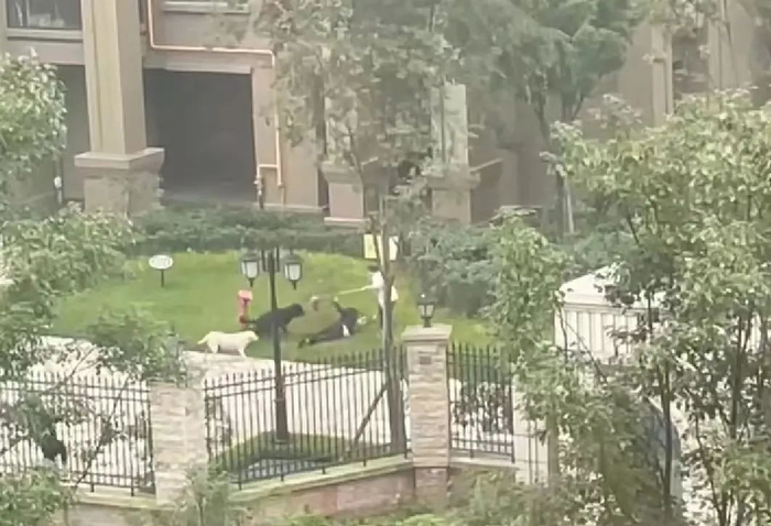 小区内大型犬扑倒撕咬两岁女孩。图源：网传视频截图