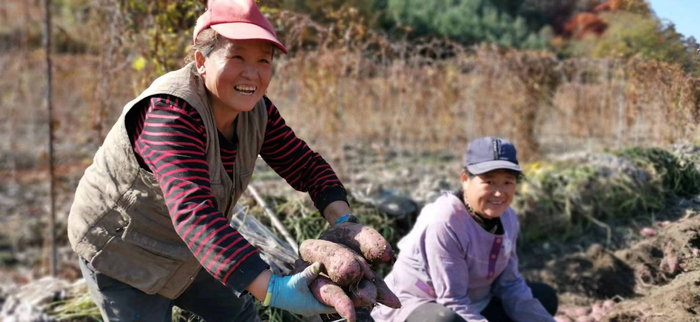青沟子村红薯喜获丰收。牟桂凤摄