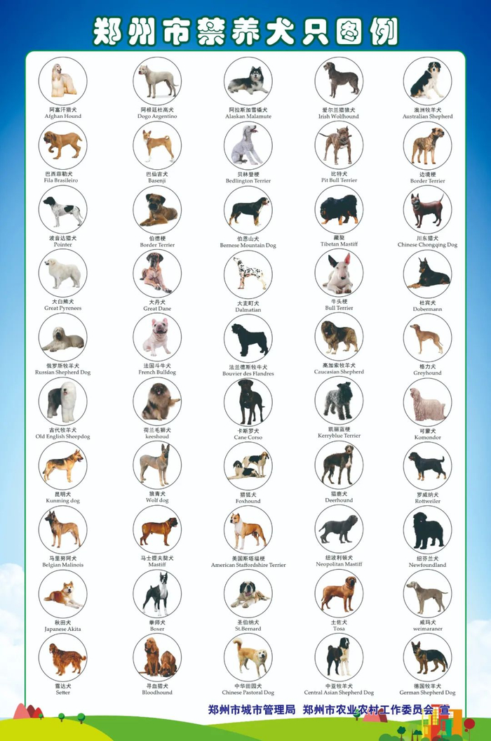 这些犬,郑州禁养!|郑州市|城管局_新浪新闻