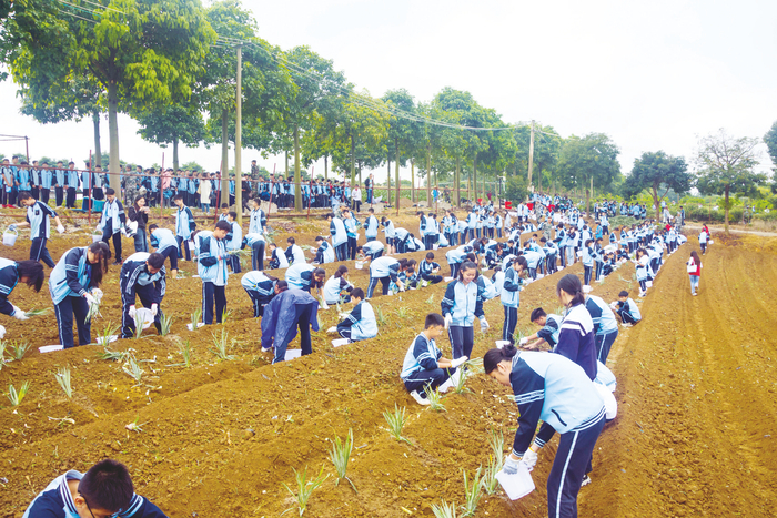     南宁市五一西路学校学生种植凤梨苗。 （陈淑贤 摄）