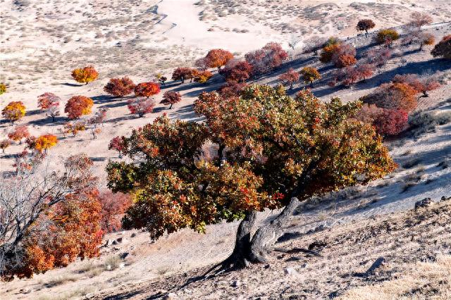 保护区内的每棵元宝枫的树龄都在100年以上。