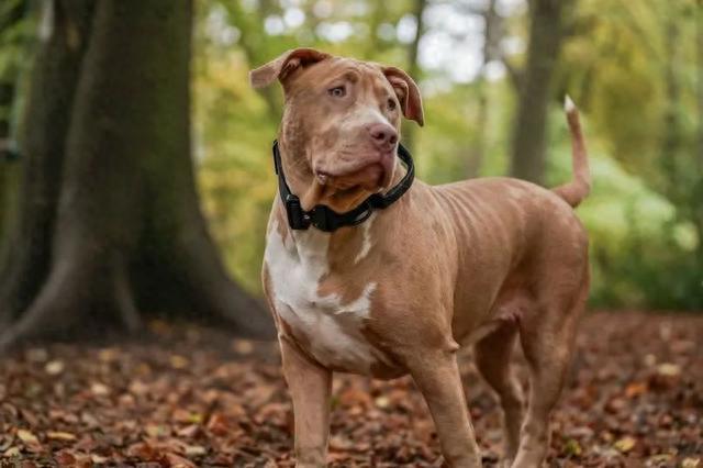 大型恶霸犬频繁伤人,英国拟颁布法令禁养,很多狗被送