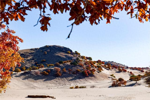 松树山自然保护区内有7万亩元宝枫天然林。