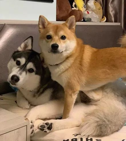 哈士奇|柴犬_新浪新闻