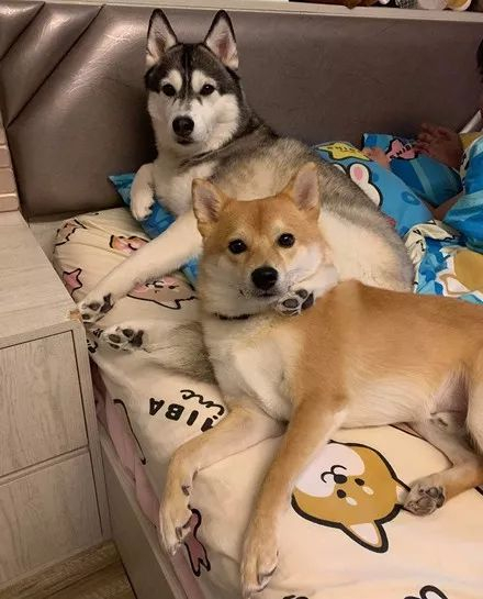 哈士奇|柴犬_新浪新闻