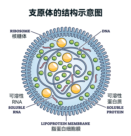 来源：https://www.capricorn-scientific.com/mycoplasma