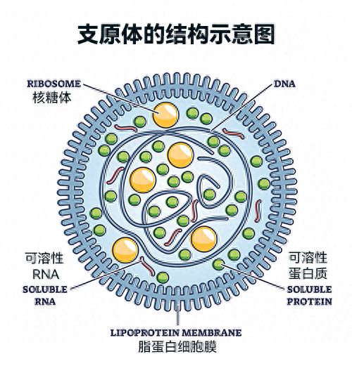 来源：https://www.capricorn-scientific.com/mycoplasma