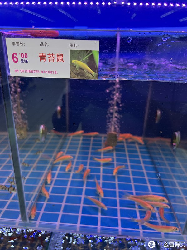 青苔鼠不是老鼠,是鱼,能净化鱼缸水质的鱼