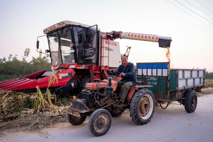 图为9月16日，河南滑县瓦岗寨乡农机手驾驶农机车辆运输刚刚收获的玉米。（李帅摄）