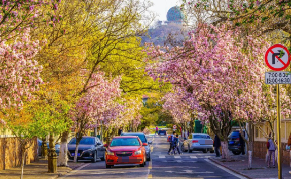 八大关景色，图文无关。
