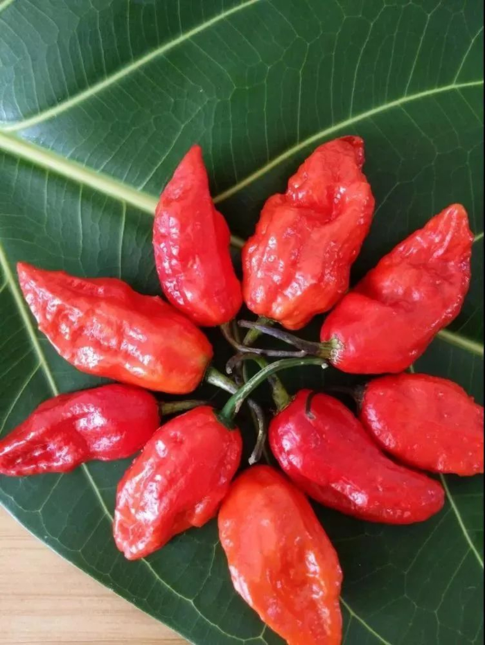 新晋"最辣的辣椒"问世!那云南的辣椒,你敢试试吗?