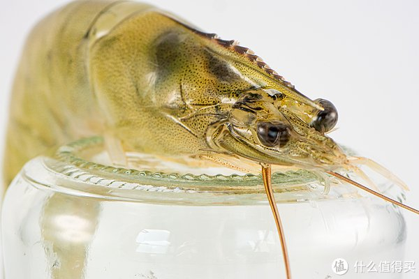 蹲到好价终于实现盐汪子虾自由巨鲜甜