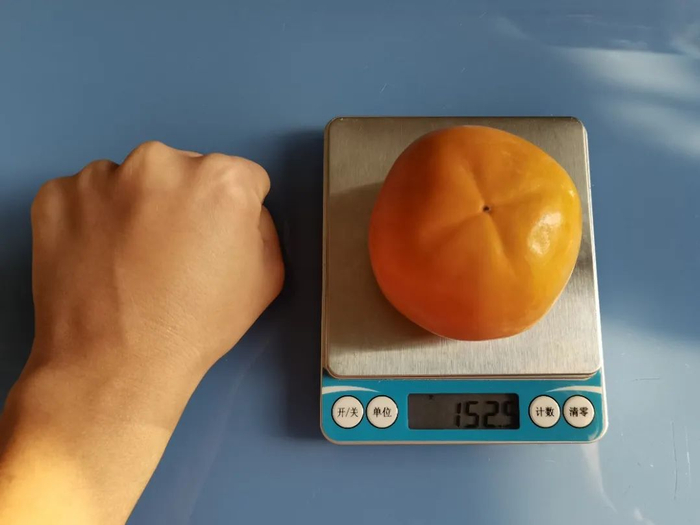 1 个拳头大的甜脆柿，约 150 克。图片来源：作者拍摄