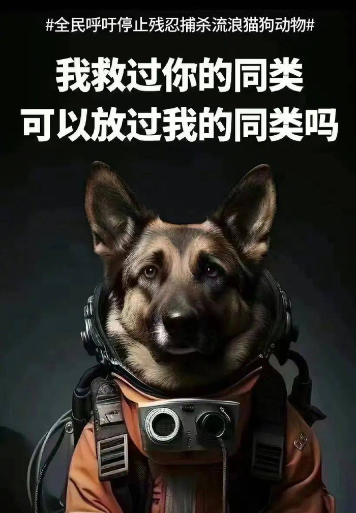 众星为流浪狗发声,陈乔恩李小冉被骂,张馨予获网友力挺|流浪狗|李小冉